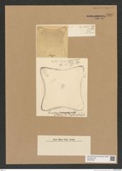 Diatomeae indet. Zeichnungen Sammlung Grunow Nr. 7601 (NHMW-BOT-W0376766)